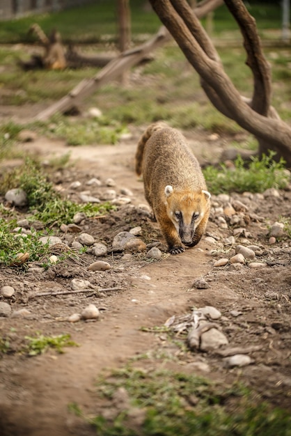 Zuid-Amerikaanse coati