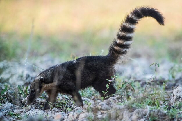 Zuid-Amerikaanse CoatLooking voor insectenPantanalBrazilië