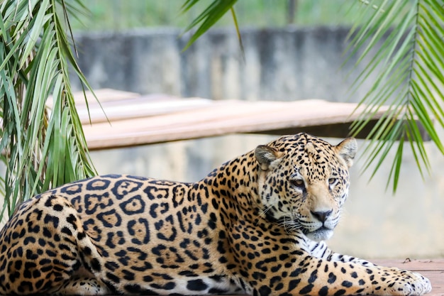 Zuid-Amerikaanse jaguar Panthera onca Tropische katachtige