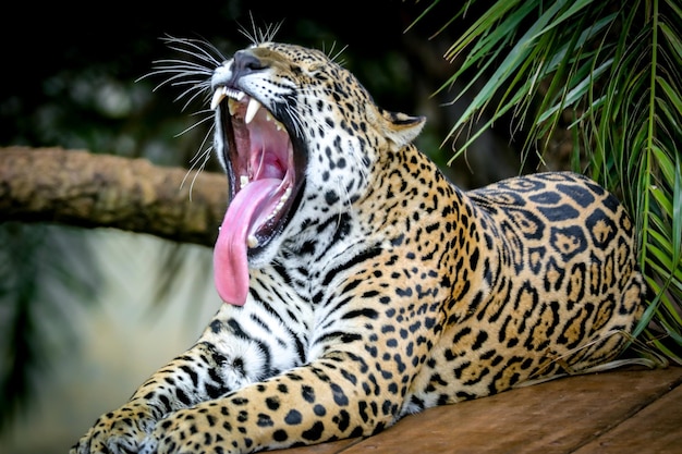 Zuid-Amerikaanse jaguar Panthera onca Tropische katachtige