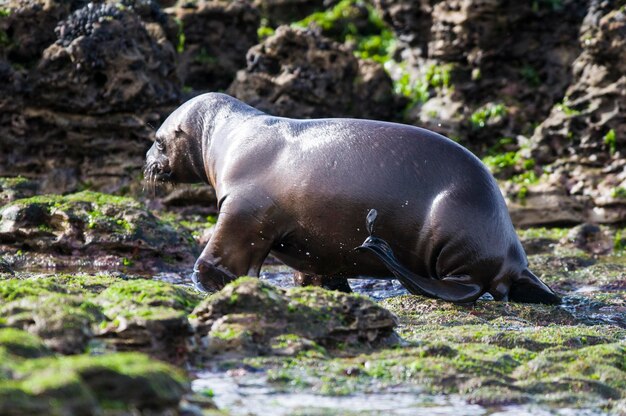 ZUID-AMERIKAANSE SEA LION pupPeninsula Valdes ChubutPatagonia Argentinië