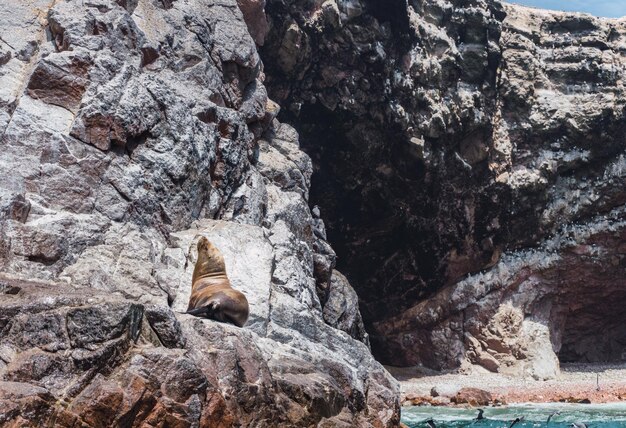 Foto zuid-amerikaanse zeeleeuw in paracas national reserve