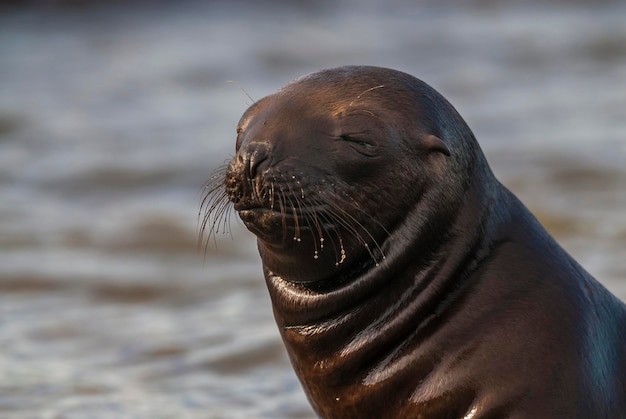 ZUID-AMERIKAANSE ZEELEEUW pupPeninsula Valdes Chubut Patagonië Argentinië