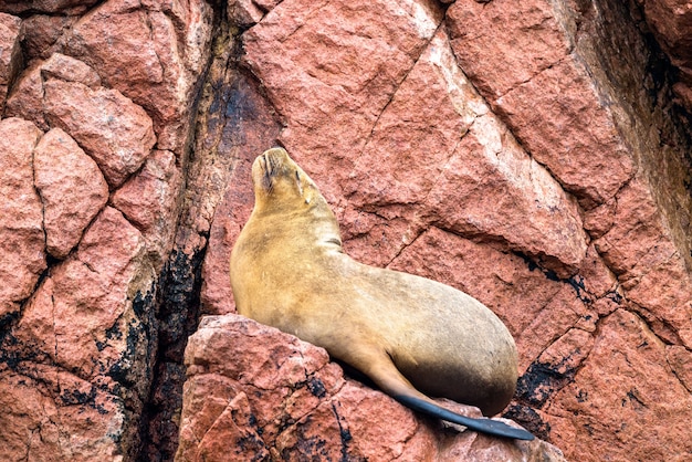 Zuid-amerikaanse zeeleeuwen of zeewolven die op de stenen rusten op de ballestas-eilanden in peru