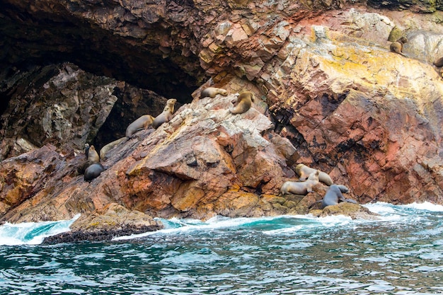 Zuid-Amerikaanse zeeleeuwen ontspannen op de rotsen van de Ballestas-eilanden in het nationale park Paracas, Peru Flora en fauna