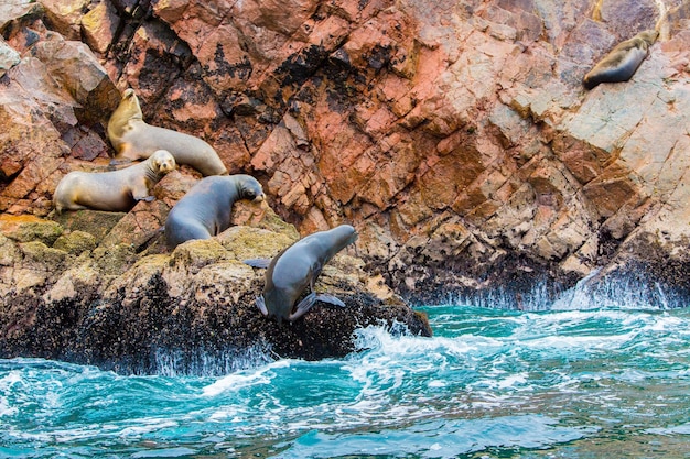 Zuid-Amerikaanse zeeleeuwen ontspannen op de rotsen van de Ballestas-eilanden in het nationale park Paracas, Peru Flora en fauna