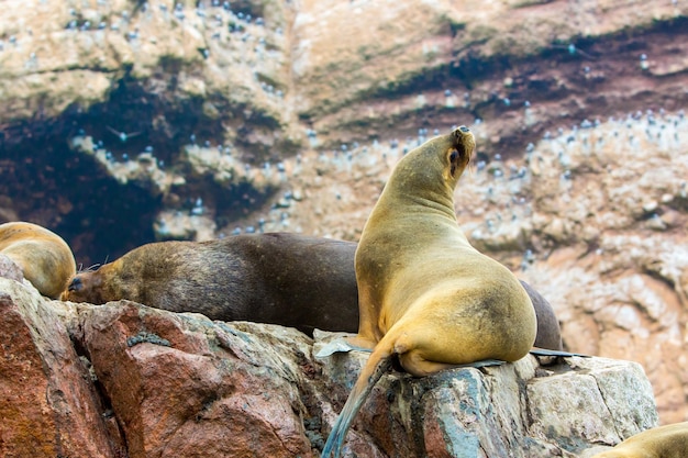 Zuid-Amerikaanse zeeleeuwen ontspannen op de rotsen van de Ballestas-eilanden in het nationale park Paracas, Peru Flora en fauna