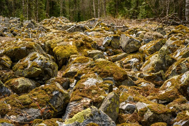 Zuid-Oeral kurumnik stenen kasseien mos met een unieke landschapsvegetatie en diversiteit van de natuur