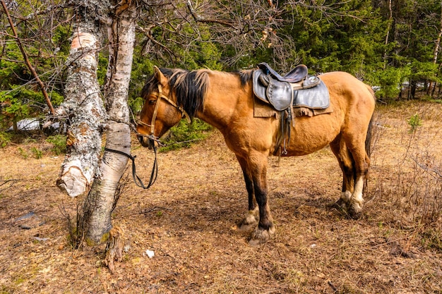 Zuid-oeral paarden paardrijboerderij met een unieke landschapsvegetatie en diversiteit aan natuur