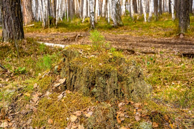 Zuid-Oeral-stronk met een unieke landschapsvegetatie en diversiteit aan natuur