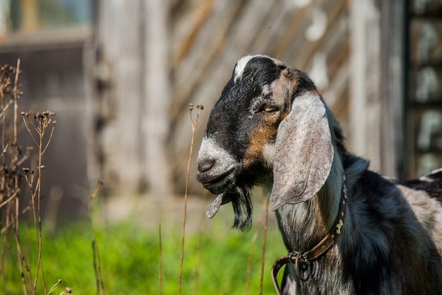 Zuidafrikaanse boer geit of goatling portret op natuur buiten