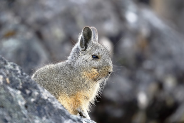 Zuidelijke berg Viscacha (Lagidium peruanum)