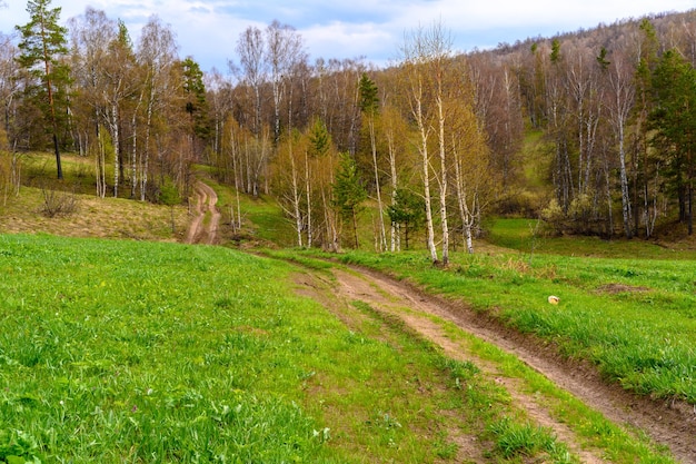 Zuidelijke bosweg met een unieke landschapsvegetatie en diversiteit van de natuur in het voorjaar