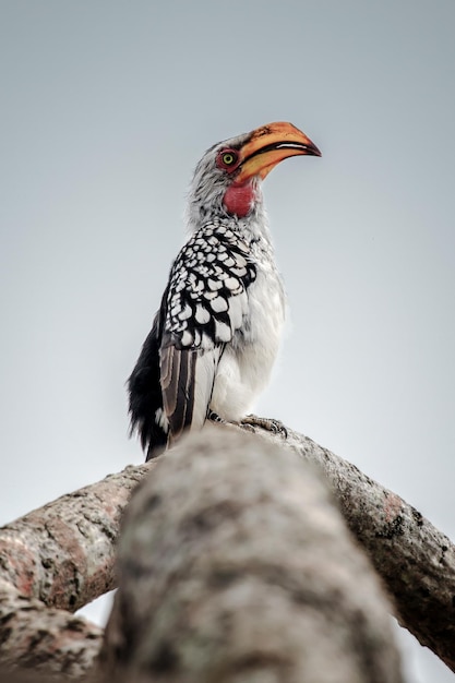 Zuidelijke geelgefactureerde neushoornvogel