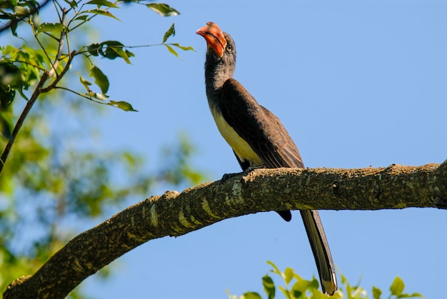 Zuidelijke geelsnavelneushoornvogel Kruger National Park