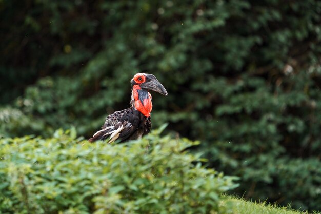 Zuidelijke grond neushoornvogel