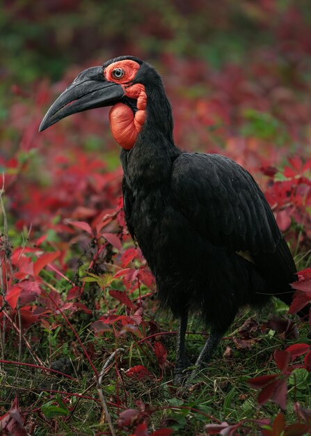 Foto zuidelijke hoornbill