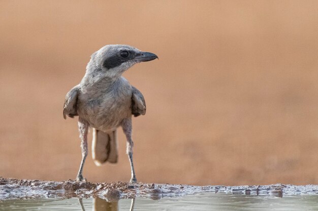 Zuidelijke klauwier vliegende Lanius meridionalis Malaga Spanje
