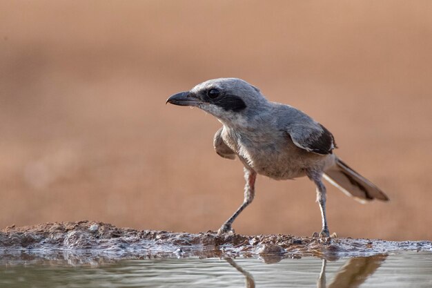 Zuidelijke klauwier vliegende Lanius meridionalis Malaga Spanje