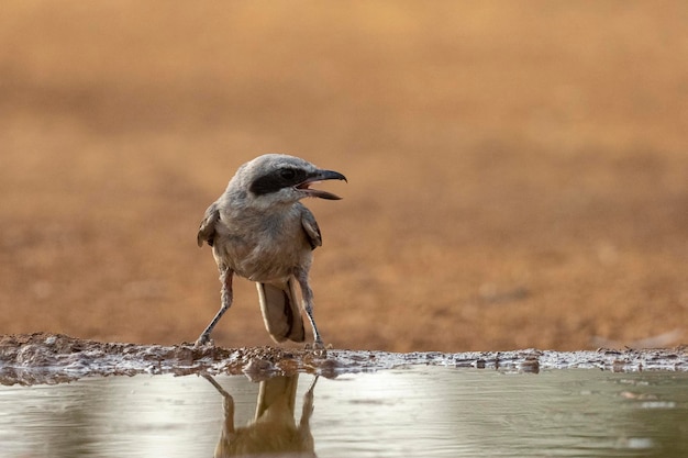 Zuidelijke klauwier vliegende Lanius meridionalis Malaga Spanje