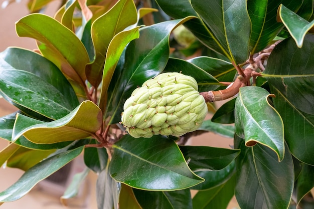 Zuidelijke magnolia of Magnolia grandiflora genaamd Evegreen Magnolia en Bull Bay