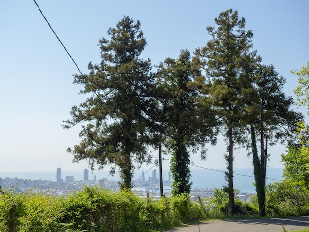 Zuidelijke naaldbomen Draad aan bomen Stad op de achtergrond