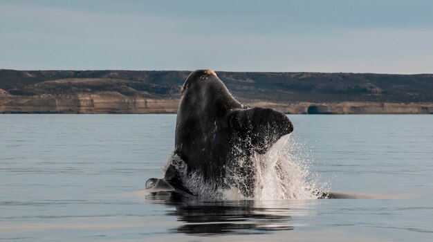 Foto zuidkaper walvisspringgedrag puerto madryn patagonië argentinië