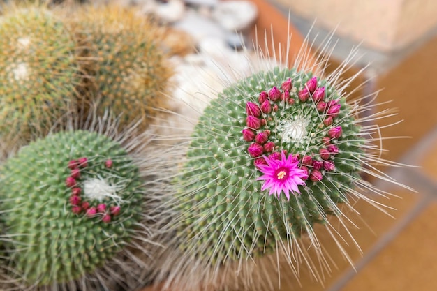 Zuilcactus met bloemen