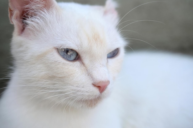 Zuivere witte kat met turquoise blauwe ogen en roze defecte oren