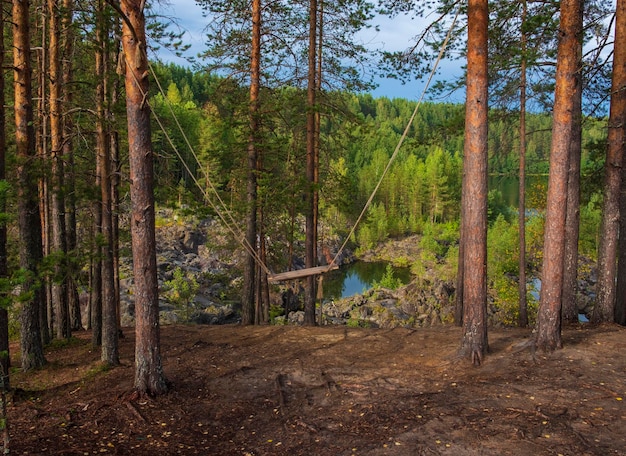 Zwaai op de pijnbomen op de rotsachtige kust bij het bos in het noorden