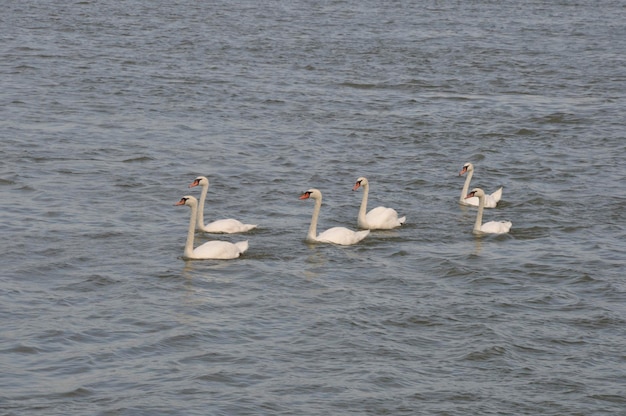 Zwaan aan de Seine in La Bouille