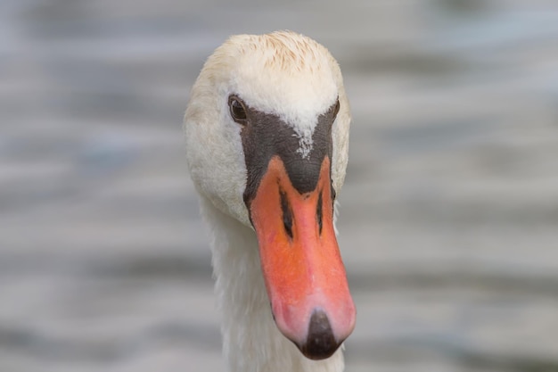 Zwaan Close-up, Zwanenportret, Cygnus