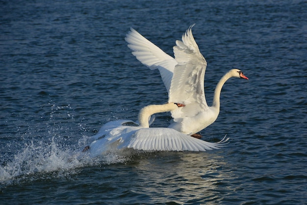 Zwaan die een andere zwaan achtervolgt op blauw water