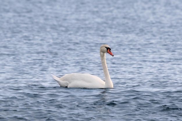 zwaan die in de wintermeer zwemt