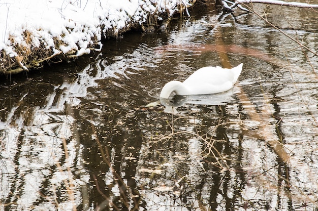 Zwaan die op de meerkust zwemmen met sneeuw