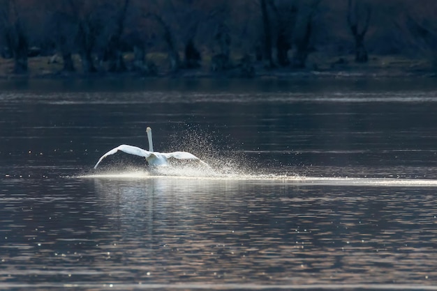 Zwaan die op het water landt