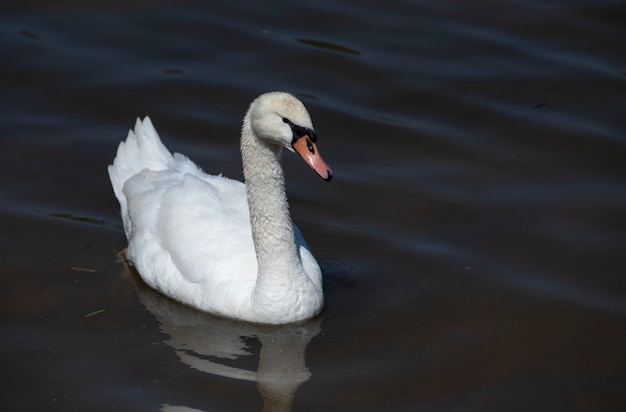 zwaan eenzaam in het water