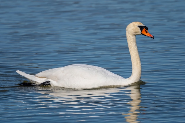 Zwaan in de moerassen van de Ampurdan.