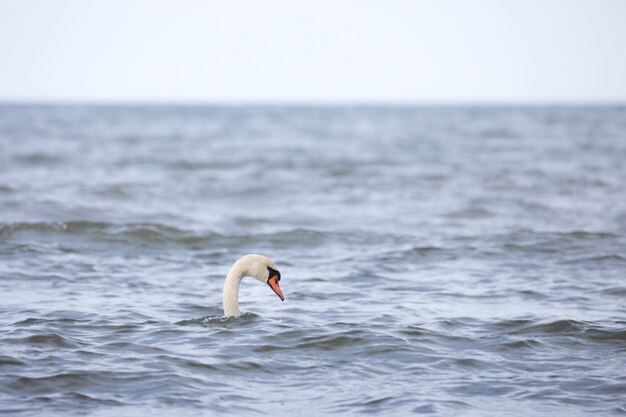 Zwaan in de zee tegen de lucht