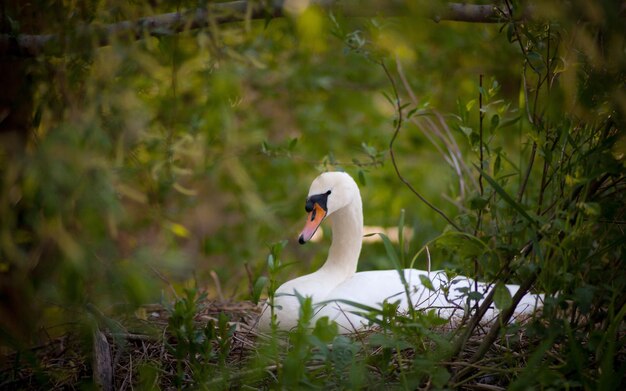 Foto zwaan in een meer