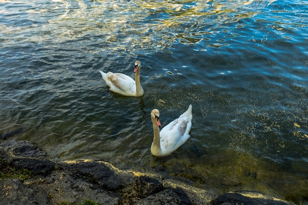 Zwaan in Hallstatt-meer, Oostenrijk