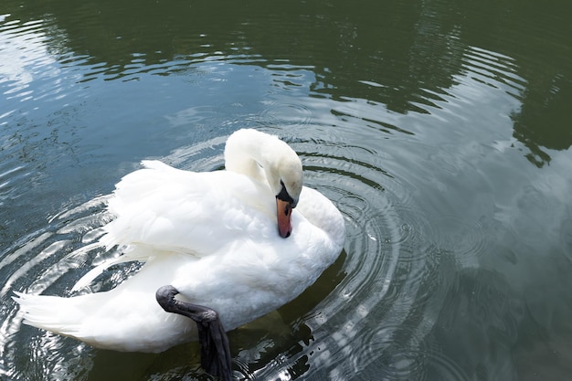 Zwaan in het meer