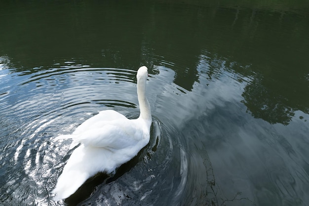 Zwaan in het meer