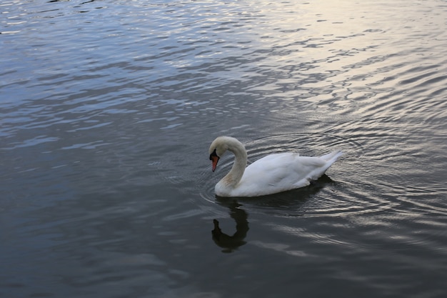 Zwaan in meer