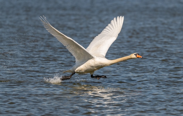 Zwaan komt uit het water