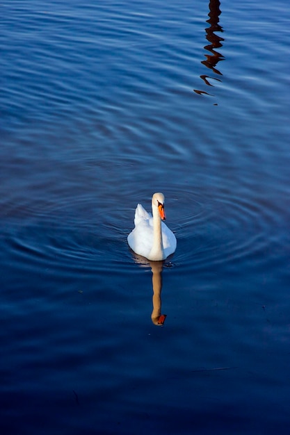 Zwaan met reflectie in rustig blauw water