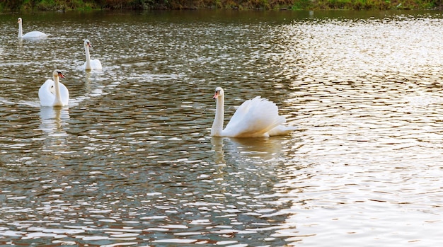 Zwaan op de rivier Witte zwanen in het water