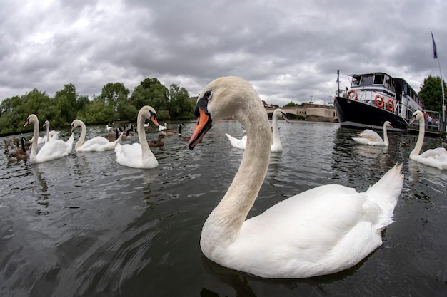 Zwaan op de Theems rivier Engeland