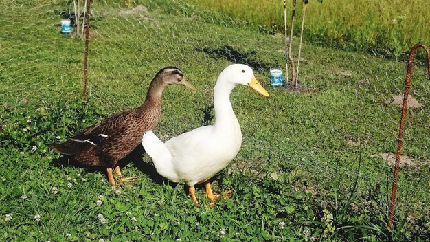 Foto zwaan op het gras.