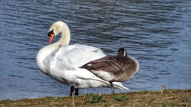 Foto zwaan op het meer